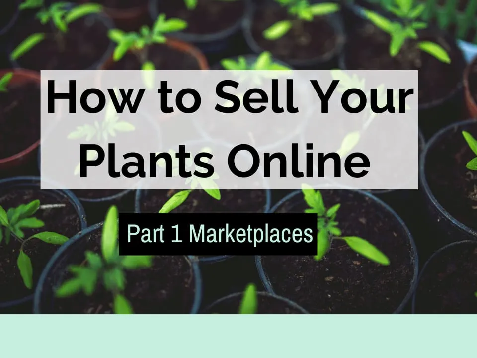 How to Sell Your Plants Online Part 1 Marketplaces